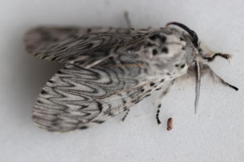 Cerura vinula