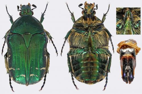 Cetonia philippeantoinei