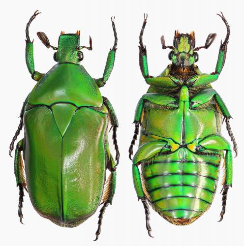 Diphyllomorpha olivacea