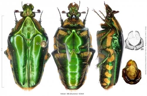 Réf. 254 270 : Coilodera vitalisi