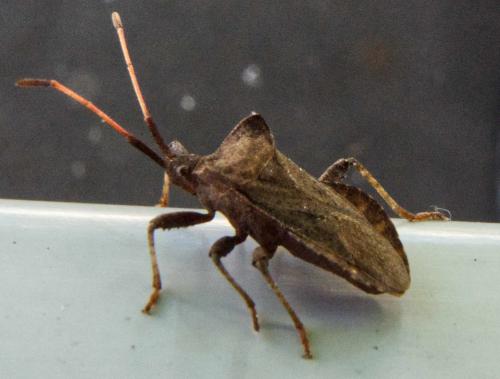Coreus marginatus