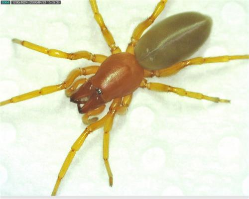 Réf. 254 379 : Dysdera crocata