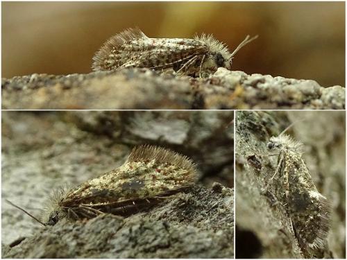 Dyseriocrania subpurpurella