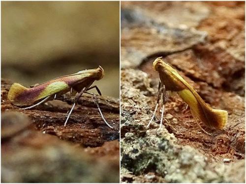 Réf. 254 885 : Caloptilia robustella