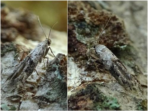 Epermenia chaerophyllella