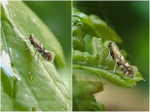 Réf. 254 881 : Phyllonorycter sp.