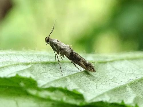 Epermenia chaerophyllella