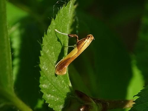 Caloptilia robustella