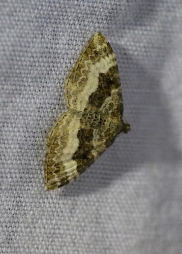 Epirrhoe alternata