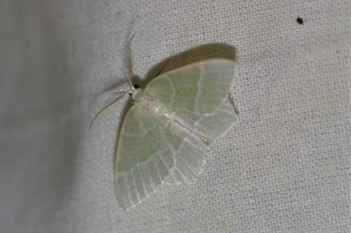 Jodis lactearia