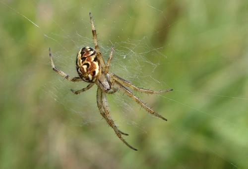 Neoscona byzanthina