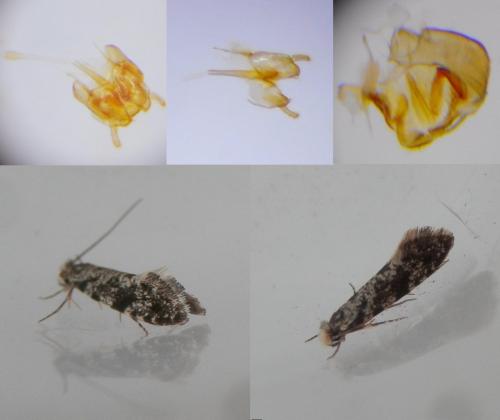Réf. 254 664 : Nemapogon granella
