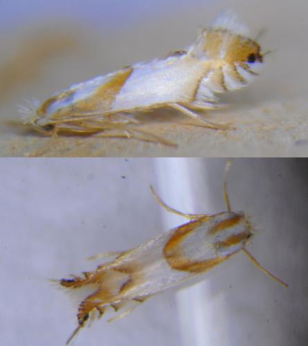 Phyllonorycter roboris