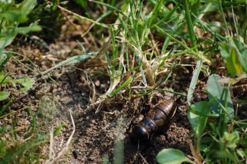 Réf. 254 472 : Gryllus campestris