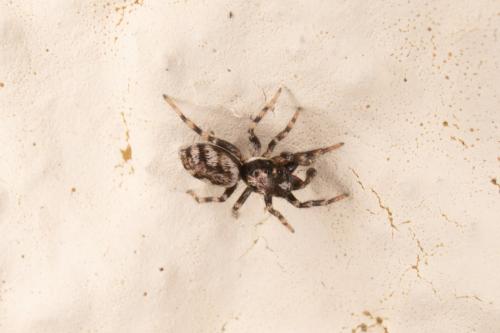 Salticus mutabilis