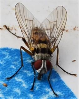 Réf. 254 663 : Helina clara