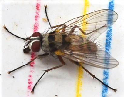 Helina clara