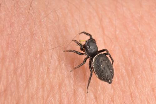 Réf. 254 879 : Heliophanus lineiventris