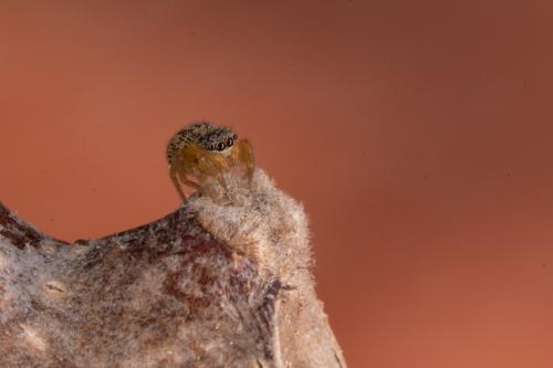 Euophrys herbigrada