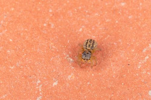 Euophrys herbigrada