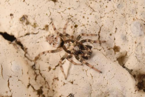 Salticus mutabilis