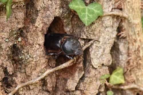 Réf. 254 997 : Oryctes nasicornis