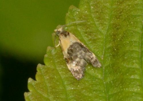 Phtheochroa purpuratella