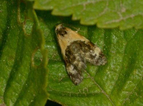Phtheochroa purpuratella