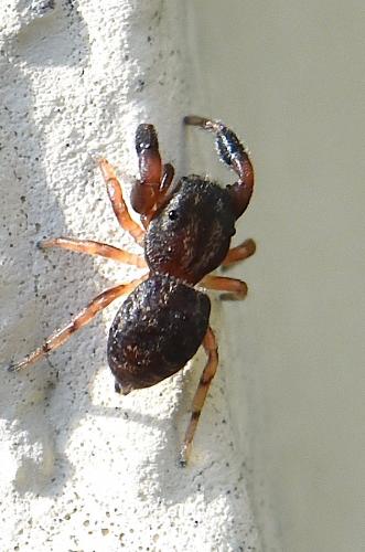 Réf. 254 064 : Ballus chalybeius