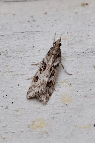 Réf. 254 428 : Eudonia angustea