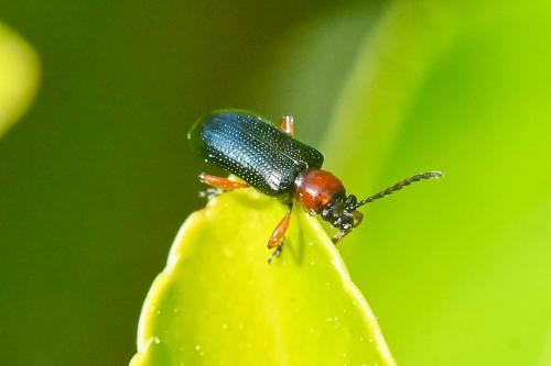 Oulema sp.] Petit coléoptère coloré et ponctué - Le Monde des insectes