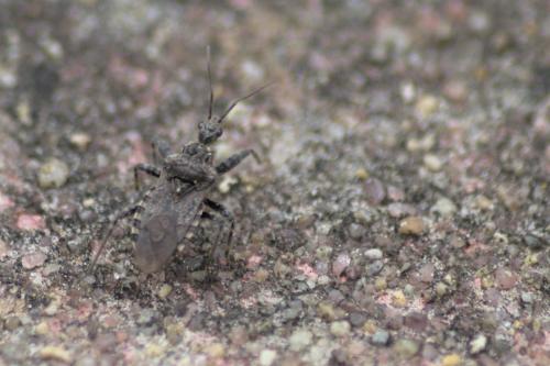 Coranus sp.