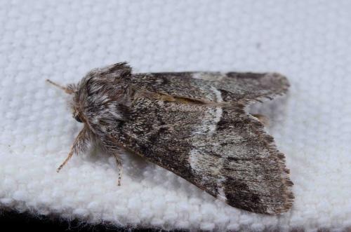 Drymonia dodonaea