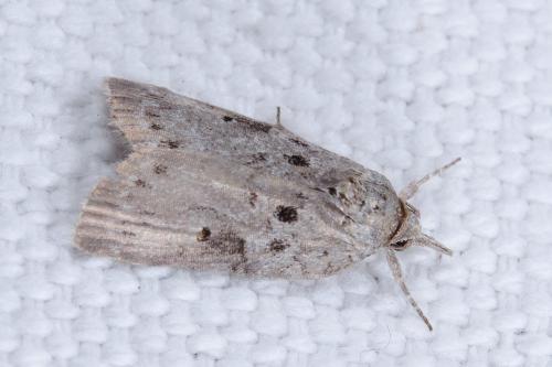 Réf. 254 890 : Nycteola sp.