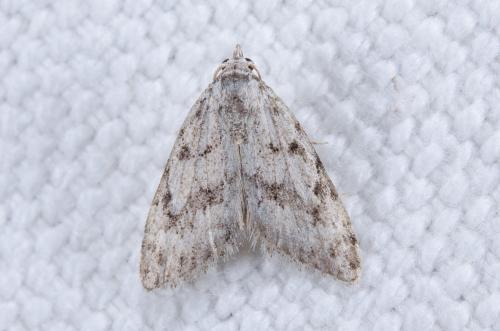 Réf. 254 921 : Nola cicatricalis