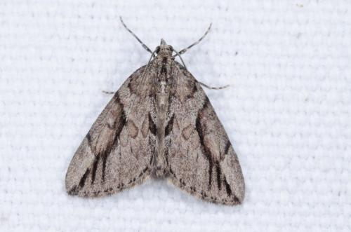 Thera cupressata