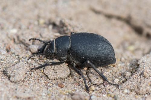 Pimelia variolosa