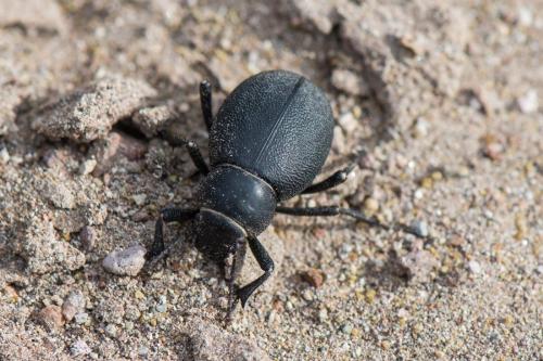 Pimelia variolosa