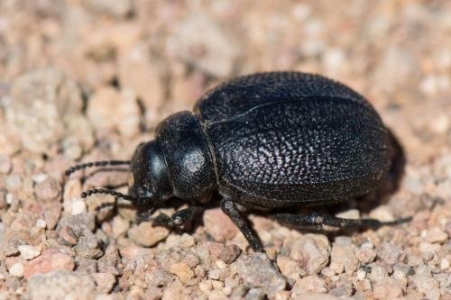 Pimelia rotundata
