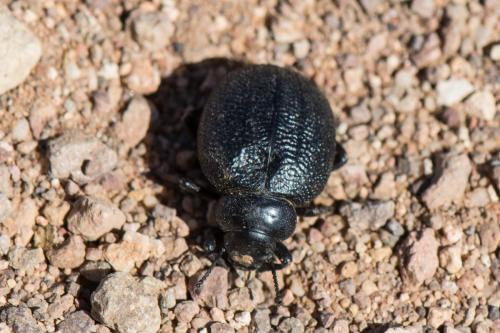 Réf. 254 226 : Pimelia rotundata