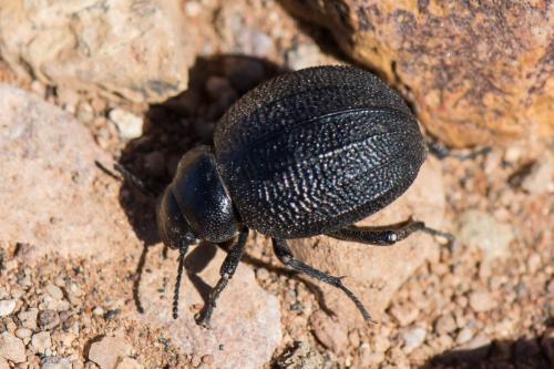 Pimelia rotundata