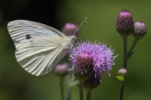Pieris rapae