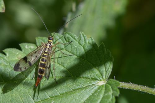 Panorpa communis