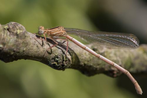 Platycnemis pennipes