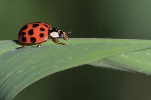 Harmonia axyridis