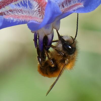 Osmia tricornis