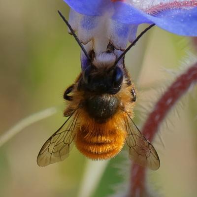Osmia tricornis