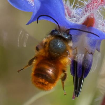 Osmia tricornis