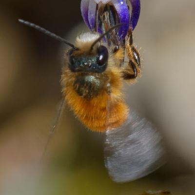 Osmia tricornis