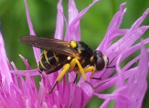 Dalmannia aculeata